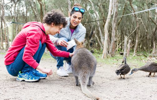 Young male feeding kangaroo at OC Connections Day Support program activity Animal Lovers